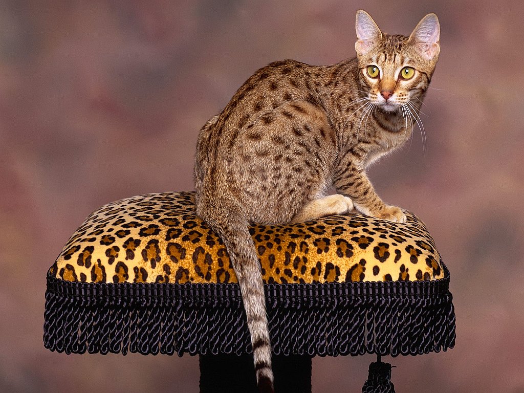 Spotted Chocolate Ocicat